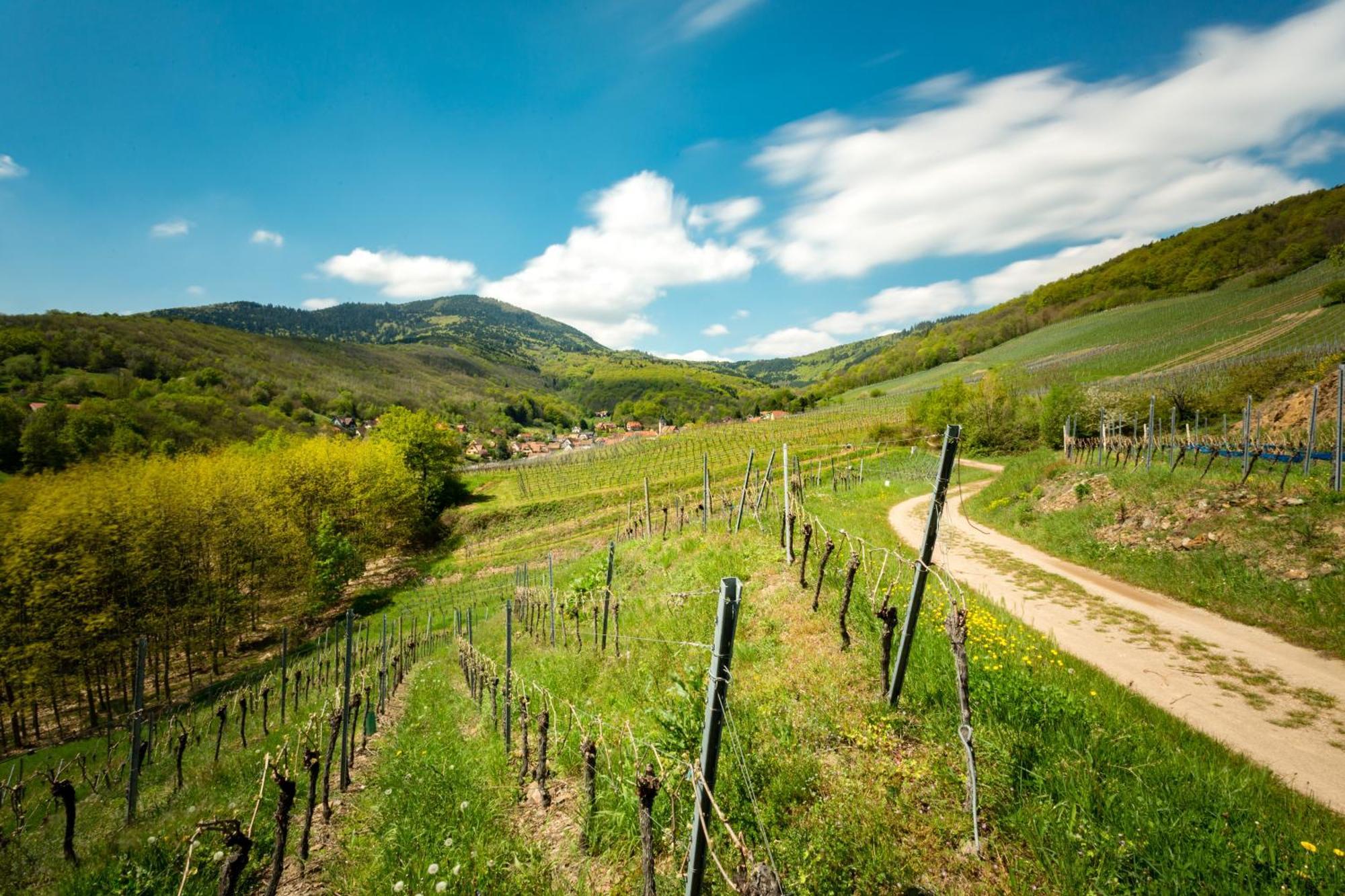 Chambre Du Vigneron - Domaine Leon Bleesz Reichsfeld Екстер'єр фото