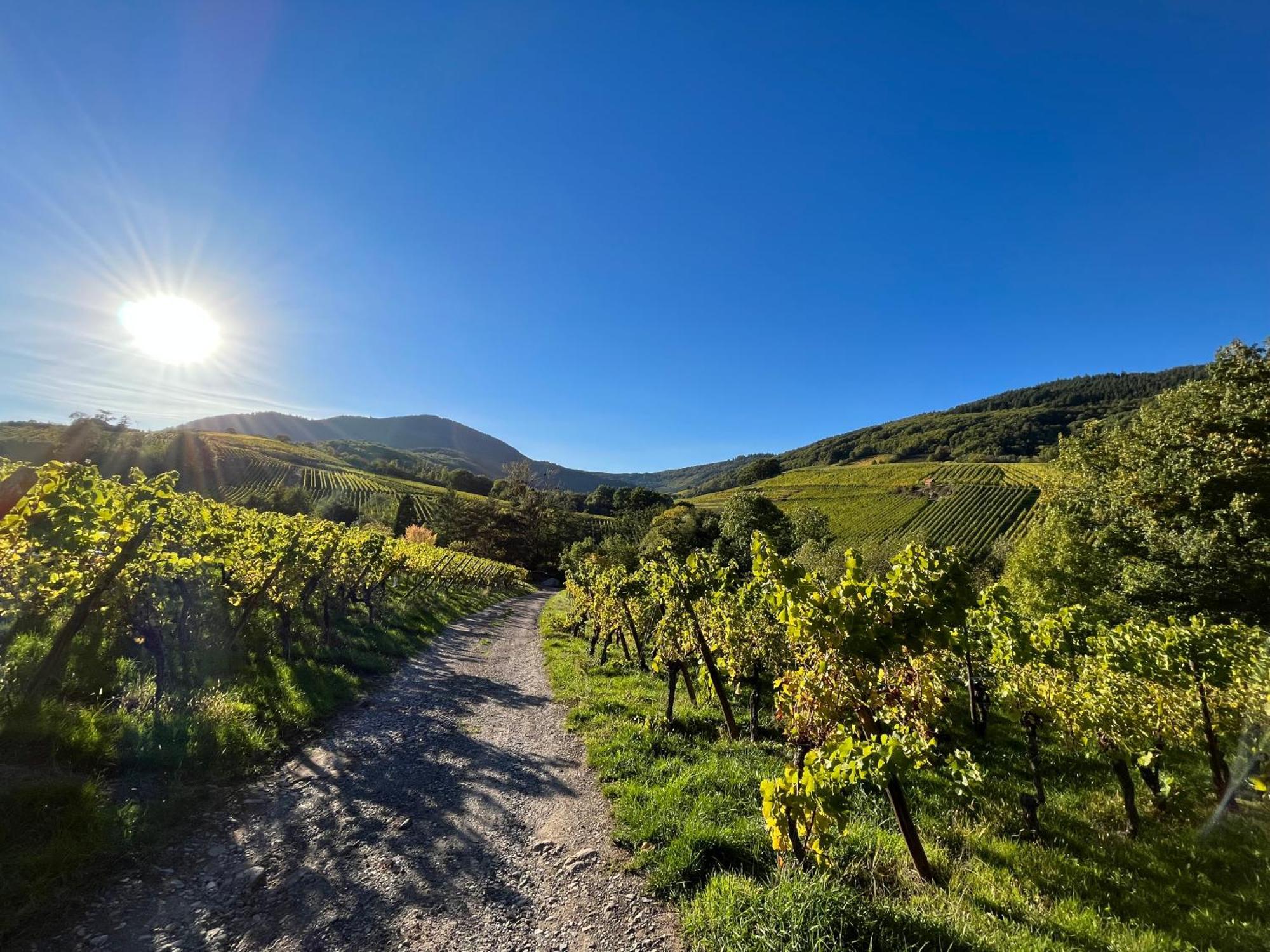 Chambre Du Vigneron - Domaine Leon Bleesz Reichsfeld Екстер'єр фото