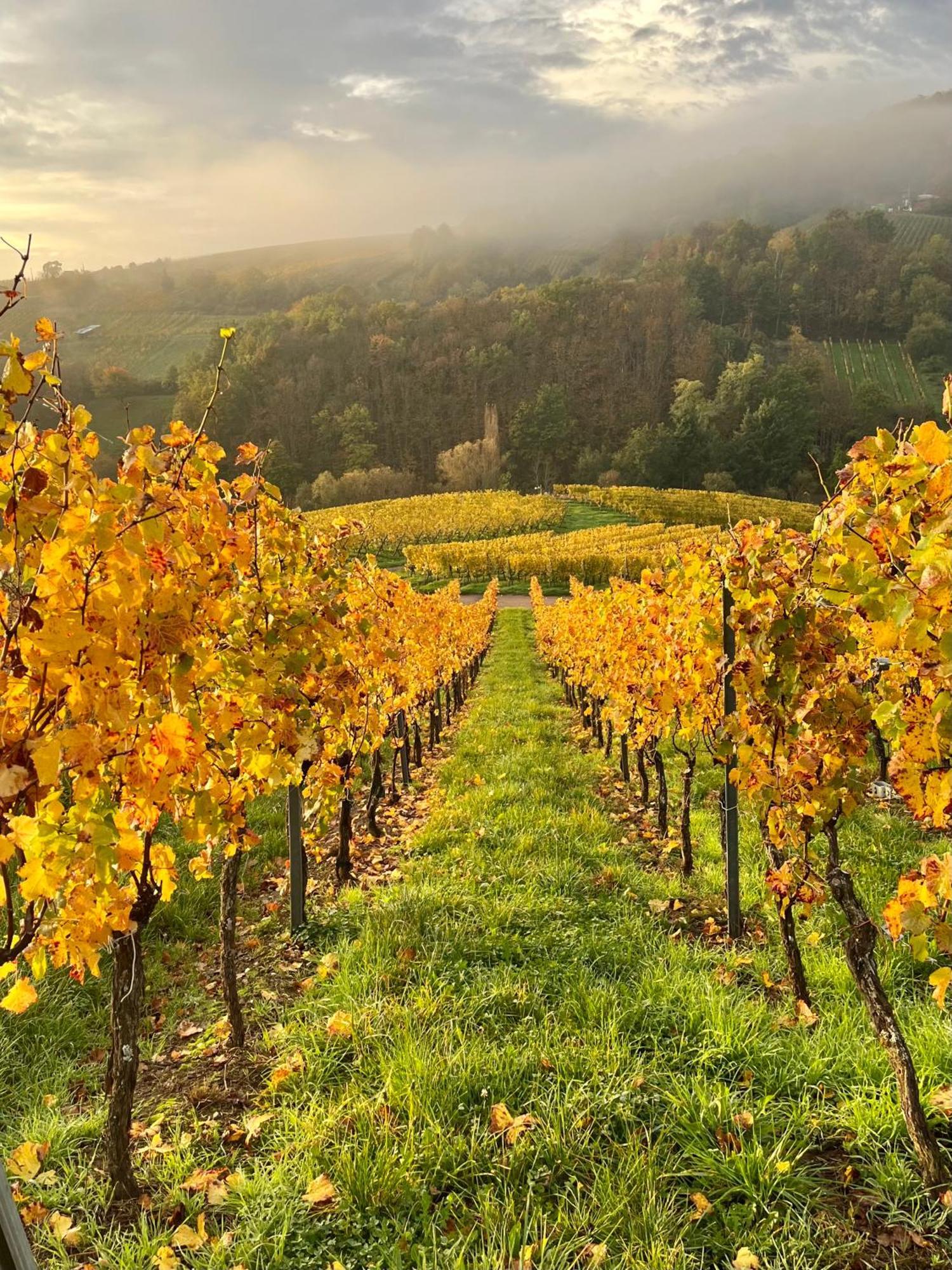 Chambre Du Vigneron - Domaine Leon Bleesz Reichsfeld Екстер'єр фото